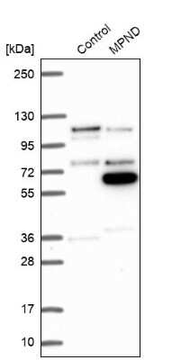 Western Blot MPND Antibody - BSA Free