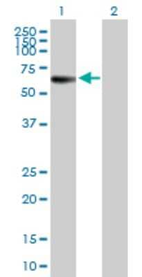 Western Blot: MPP1 Antibody [H00004354-B01P] - Analysis of MPP1 expression in transfected 293T cell line by MPP1 polyclonal antibody.  Lane 1: MPP1 transfected lysate(51.26 KDa). Lane 2: Non-transfected lysate.