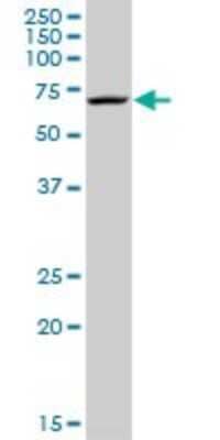 Western Blot: MPP2 Antibody [H00004355-D01P] - Analysis of MPP2 expression in HepG2.