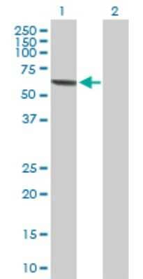 Western Blot: MPP2 Antibody [H00004355-D01P] - Analysis of MPP2 expression in transfected 293T cell line by MPP2 polyclonal antibody.Lane 1: MPP2 transfected lysate(61.60 KDa).Lane 2: Non-transfected lysate.