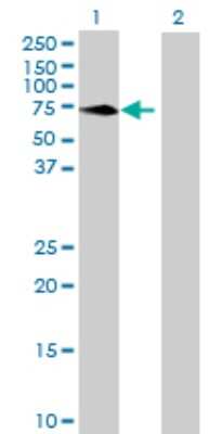 Western Blot: MPP3 Antibody [H00004356-B01P] - Analysis of MPP3 expression in transfected 293T cell line by MPP3 polyclonal antibody.  Lane 1: MPP3 transfected lysate(64.35 KDa). Lane 2: Non-transfected lysate.
