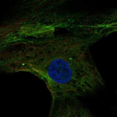 Immunocytochemistry/ Immunofluorescence MPP4 Antibody