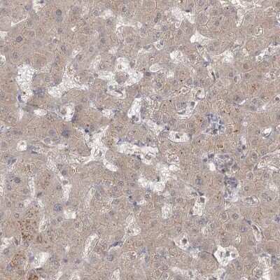 Immunohistochemistry-Paraffin: MPP7 Antibody [NBP1-81989] - Staining of human liver shows low expression as expected.