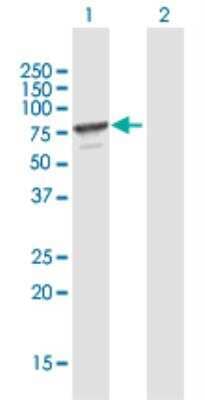 Western Blot: MPP7 Antibody [H00143098-B01P-50ug] - analysis of MPP7 expression in transfected 293T cell line (H00143098-T01) by MPP7 MaxPab polyclonal antibody.Lane 1: MPP7 transfected lysate(63.36 KDa).Lane 2: Non-transfected lysate.