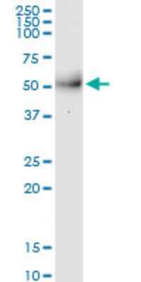 Western Blot: MPPE1 Antibody (3E4) [H00065258-M08] - Analysis of MPPE1 expression in human liver.