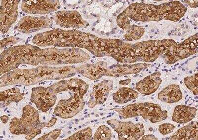 Immunohistochemistry-Paraffin: MPPE1 Antibody [NBP3-05976] - Staining of human MPPE1 in human kidney with rabbit polyclonal antibody at 1:100 dilution.