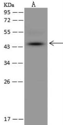 Western Blot: MPPE1 Antibody [NBP3-05976] - Lane A: MCF7 Whole Cell LysateLysates/proteins at 30 ug per lane.SecondaryGoat Anti-Rabbit IgG (H+L)/HRP at 1/10000 dilution.Developed using the ECL technique.Performed under reducing conditions.Predicted band size:45 kDaObserved band size:45 kDa