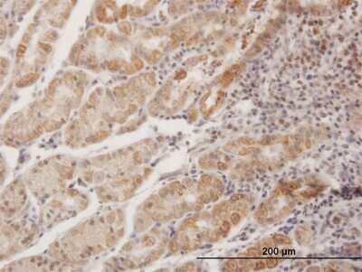 Immunohistochemistry-Paraffin: MPPED1 Antibody [H00000758-B02P] - Analysis of purified antibody to MPPED1 on formalin-fixed paraffin-embedded human stomach. (antibody concentration 3 ug/ml)