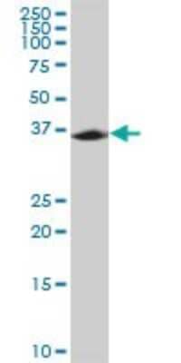 Western Blot: MPPED1 Antibody [H00000758-B02P] - Analysis of MPPED1 expression in rat brain.
