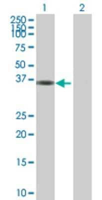 Western Blot: MPPED1 Antibody [H00000758-B02P] - Analysis of MPPED1 expression in transfected 293T cell line by MPPED1 polyclonal antibody.  Lane 1: MPPED1 transfected lysate(35.86 KDa). Lane 2: Non-transfected lysate.