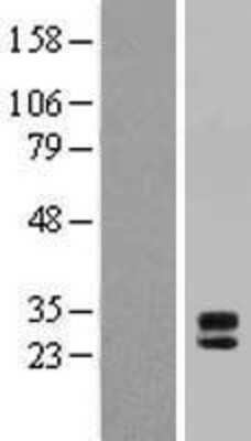 Western Blot: MPZL3 Overexpression Lysate (Adult Normal) [NBP2-04717] Left-Empty vector transfected control cell lysate (HEK293 cell lysate); Right -Over-expression Lysate for MPZL3.