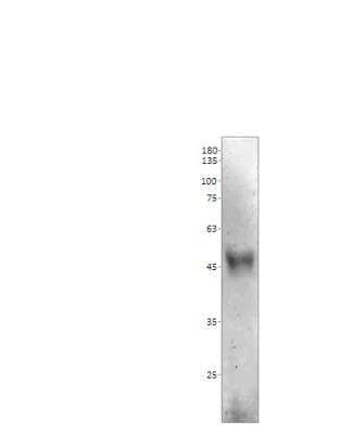 Western Blot: MR1 Antibody [NBP3-12405] - C2C12 cells. Apparent MW is 45 KDa. 1:250 dilution in DilOBuffer.