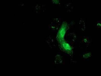 Immunocytochemistry/Immunofluorescence: MRAS Antibody (3C4) [NBP2-00719] Staining of COS7 cells transiently transfected by pCMV6-ENTRY MRAS.