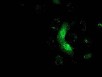 Immunocytochemistry/Immunofluorescence: MRAS Antibody (3C4) [NBP2-00719] Staining of COS7 cells transiently transfected by pCMV6-ENTRY MRAS.