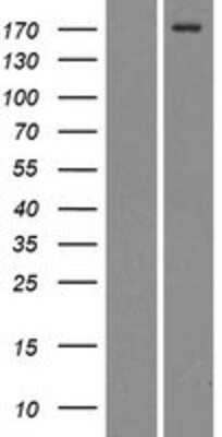 Western Blot Mrc2 Overexpression Lysate