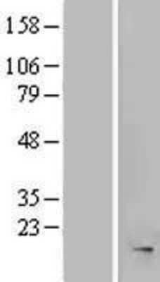 Western Blot: MRFAP1L1 Overexpression Lysate (Adult Normal) [NBP2-05407] Left-Empty vector transfected control cell lysate (HEK293 cell lysate); Right -Over-expression Lysate for MRFAP1L1.
