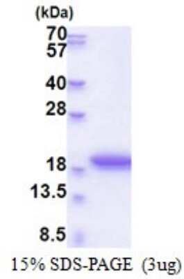 SDS-Page: MRFAP1L1 Recombinant Protein [NBP2-51583] - 15% SDS Page (3 ug)