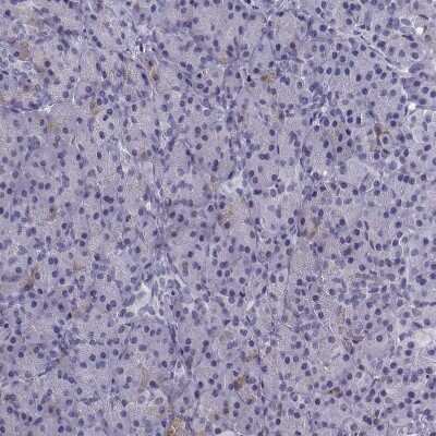 Immunohistochemistry-Paraffin: MRG-binding protein Antibody [NBP1-84936] - Staining of human Pancreas shows very weak nuclear positivity in exocrine glandular cells.