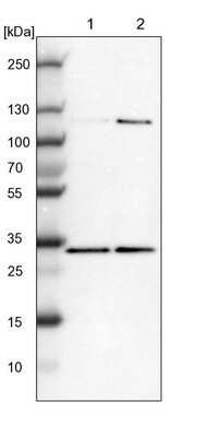 Western Blot: MRG-binding protein Antibody [NBP1-84936] - Lane 1: NIH-3T3 cell lysate (Mouse embryonic fibroblast cells). Lane 2: NBT-II cell lysate (Rat Wistar bladder tumor cells).