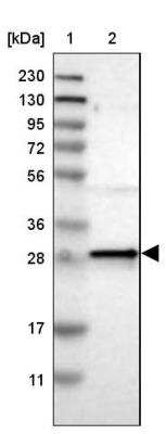 Western Blot: MRG-binding protein Antibody [NBP1-84936] - Lane 1: Marker  [kDa] 230, 130, 95, 72, 56, 36, 28, 17, 11.  Lane 2: Human cell line RT-352