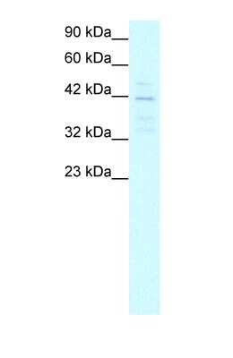 Western Blot: MRG15 Antibody [NBP1-57832] - HepG2 cell lysate, Antibody Titration: 5.0-10.0ug/ml