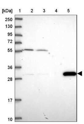 Western Blot: MRG15 Antibody [NBP1-84937] - Lane 1: Marker  [kDa] 250, 130, 95, 72, 55, 36, 28, 17, 10.  Lane 2: Human cell line RT-4.  Lane 3: Human cell line U-251MG sp.  Lane 4: Human plasma (IgG/HSA depleted).  Lane 5: Human liver tissue