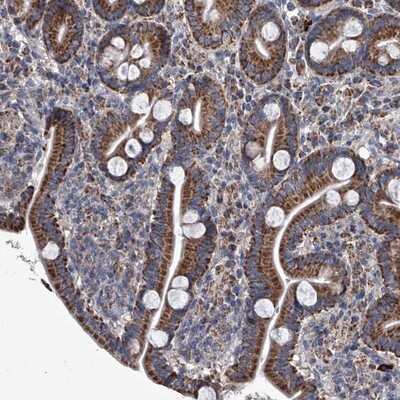 Immunohistochemistry-Paraffin: MRGD Antibody [NBP1-91964] - Staining of human duodenum shows strong cytoplasmic positivity with a granular pattern in glandular cells.