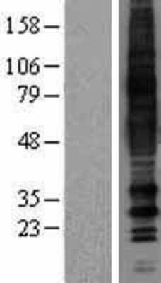 Western Blot: MRGD Overexpression Lysate (Adult Normal) [NBP2-04452] Left-Empty vector transfected control cell lysate (HEK293 cell lysate); Right -Over-expression Lysate for MRGD.