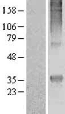 Western Blot: MRGE Overexpression Lysate (Adult Normal) [NBL1-13224] Left-Empty vector transfected control cell lysate (HEK293 cell lysate); Right -Over-expression Lysate for MRGE.