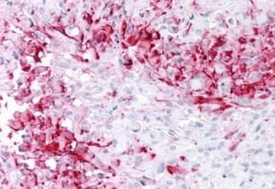 Immunohistochemistry-Paraffin MRGPRD Antibody - BSA Free