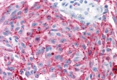 Immunohistochemistry-Paraffin MRGPRD Antibody - BSA Free