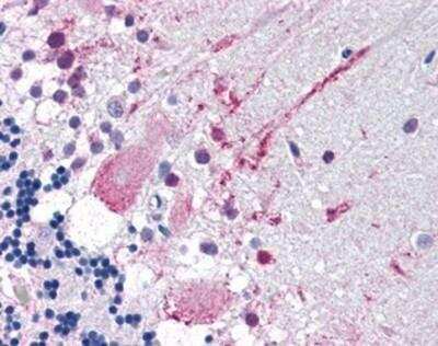 Immunohistochemistry-Paraffin: MRGPRF Antibody [NBP1-02656] -  IHC analysis of human brain, cerebellum using NBP1-02656 at 10 ug/ml.