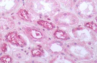 Immunohistochemistry-Paraffin: MRGPRF Antibody [NBP1-02656] - Human Kidney: Formalin-Fixed, Paraffin-Embedded (FFPE)
