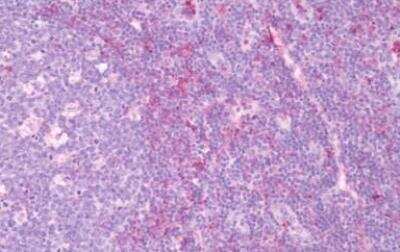 Immunohistochemistry-Paraffin: MRGX2 Antibody [NBP1-02669] - Human Tonsil: Formalin-Fixed, Paraffin-Embedded (FFPE)