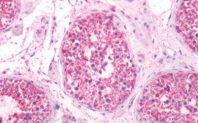 Immunohistochemistry-Paraffin: MRGX2 Antibody [NBP1-02669] - Human Testis: Formalin-Fixed, Paraffin-Embedded (FFPE)