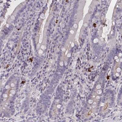 Immunohistochemistry-Paraffin: MRGX2 Antibody [NBP2-33744] - Staining of human duodenum shows strong cytoplasmic positivity in a subset of immune cells.