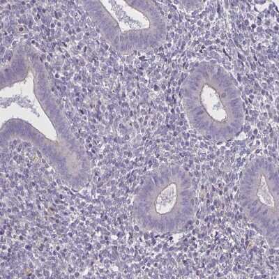 Immunohistochemistry-Paraffin: MRGX2 Antibody [NBP2-33744] - Staining of human endometrium shows no positivity in glandular cells as expected.