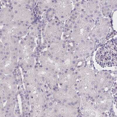 Immunohistochemistry-Paraffin: MRGX2 Antibody [NBP2-33744] - Staining of human kidney shows no positivity in cells in tubules as expected.