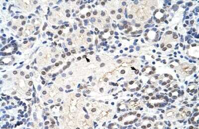 Immunohistochemistry-Paraffin MRM1 Antibody - BSA Free