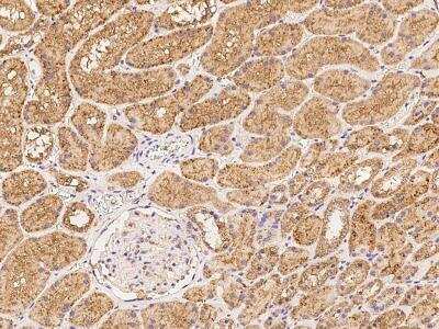 Immunohistochemistry-Paraffin: MRM1 Antibody [NBP3-06318] - Immunochemical staining of human MRM1 in human kidney with rabbit polyclonal antibody at 1:200 dilution, formalin-fixed paraffin embedded sections.