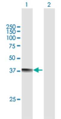 Western Blot MRM1 Antibody - Azide and BSA Free