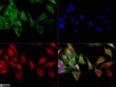 Immunocytochemistry/Immunofluorescence: MRP1 Antibody (IU2H10) - Azide and BSA Free [NBP2-80857] - The MRP-1 antibody was tested in HeLa cells at a 1:50 dilution against Dylight 488 (Green). Alpha tubulin and nuclei were counterstained against Dylight 550 (Red) and DAPI (Blue), respectively. Image from the standard format of this antibody.