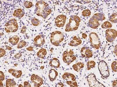 Immunohistochemistry-Paraffin: MRP2 Antibody [NBP2-97774] - Immunochemical staining of human MRP2 in human stomach with rabbit polyclonal antibody at 1:500 dilution, formalin-fixed paraffin embedded sections.