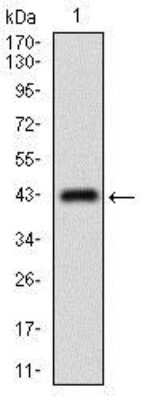 Western Blot: MRP4/ABCC4 Antibody (2D2A9) [NBP2-37350] - Western blot analysis using ABCC4 mAb against human ABCC4 recombinant protein. (Expected MW is 32.4 kDa)