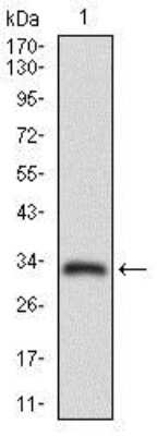 Western Blot: MRP4/ABCC4 Antibody (6A7H3) [NBP2-37347] - Analysis using ABCC4 mAb against human ABCC4 recombinant protein. (Expected MW is 32.4 kDa)