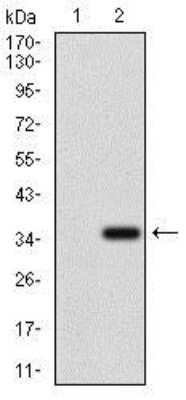 Western Blot: MRP4/ABCC4 Antibody (6A7H3) [NBP2-37347] - Analysis using ABCC4 mAb against HEK293 (1) and ABCC4 (AA: 631-692)-hIgGFc transfected HEK293 (2) cell lysate.