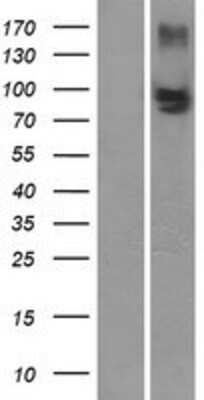 Western Blot: MRP4 Overexpression Lysate (Adult Normal) [NBP2-11422] Left-Empty vector transfected control cell lysate (HEK293 cell lysate); Right -Over-expression Lysate for MRP4.