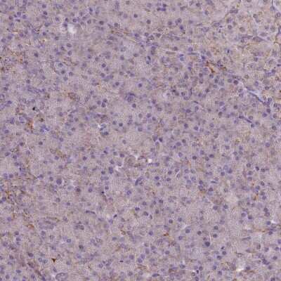 Immunohistochemistry-Paraffin: MRP63 Antibody [NBP1-90898] - Staining of human pancreas shows low expression as expected.