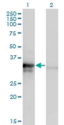 Western Blot MRPL1 Antibody (2C4)