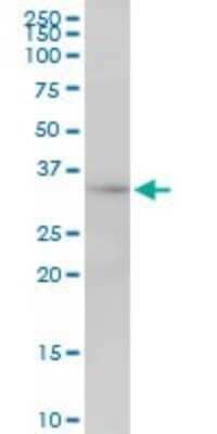 Western Blot: MRPL1 Antibody [H00065008-B01P] - Analysis of MRPL1 expression in HeLa.